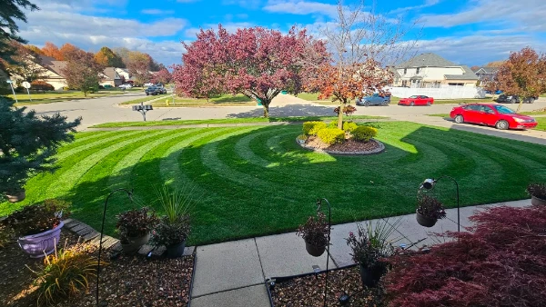 affordable lawn care