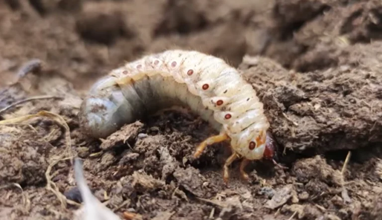 Lawn Treatment for Grubs