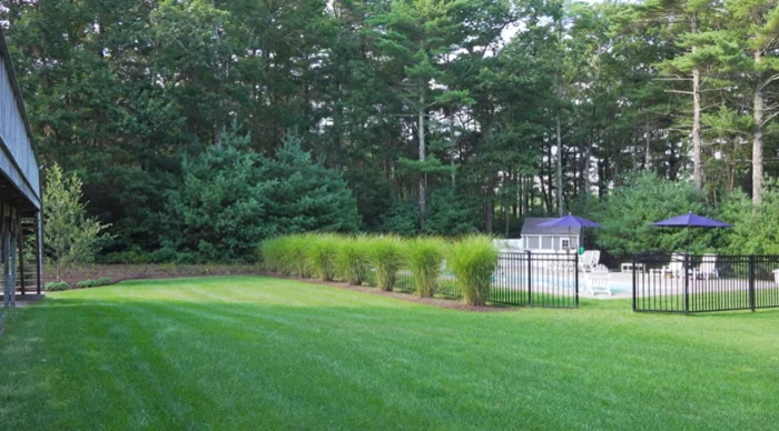 Best Grass for Shade