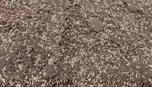 Best Time to Plant Grass Seed