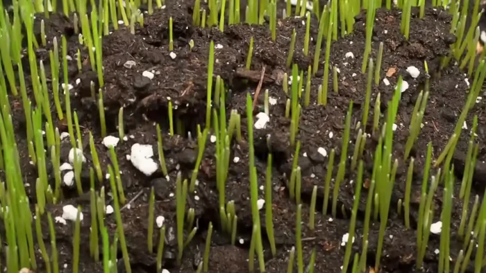 Fast Growing Grass Seed