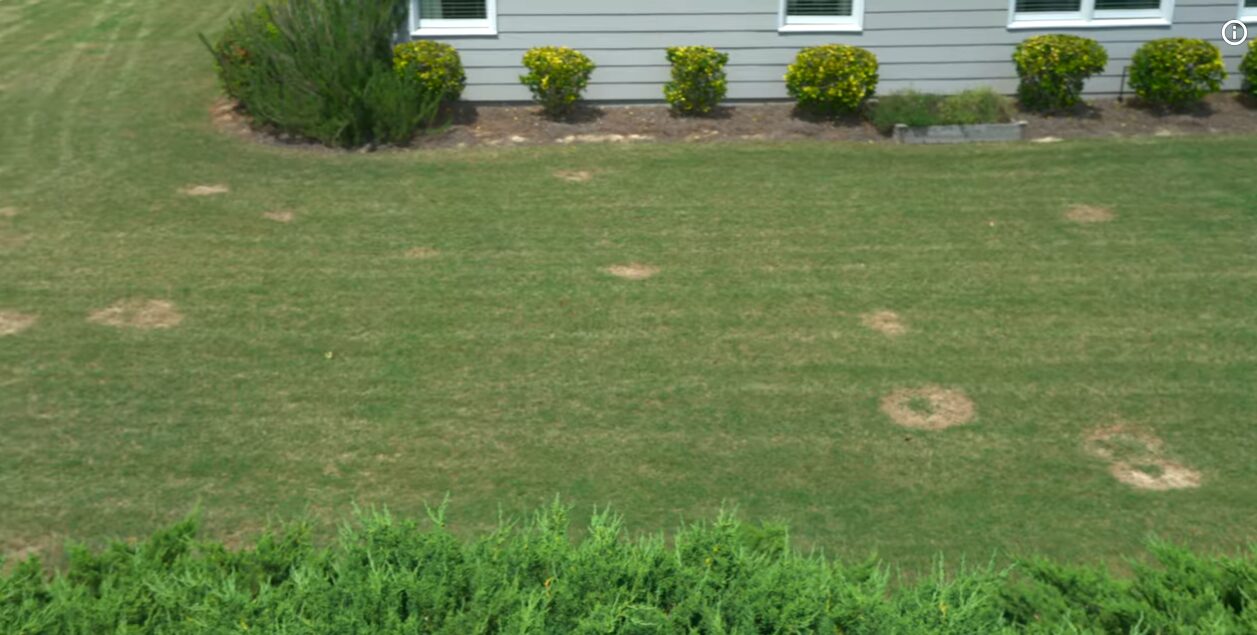 Lawn Fungus Treatments