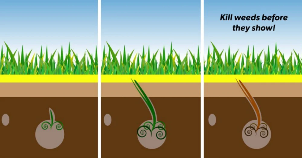 Weed Control in Huntsville