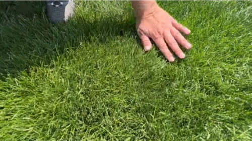 Lawn Mowing Grass Cutting